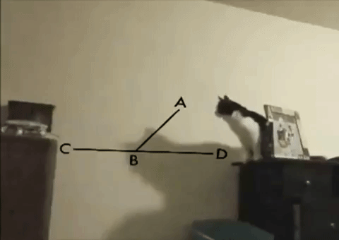 Cat mathing hard on a jump, only to fail and bin itself.