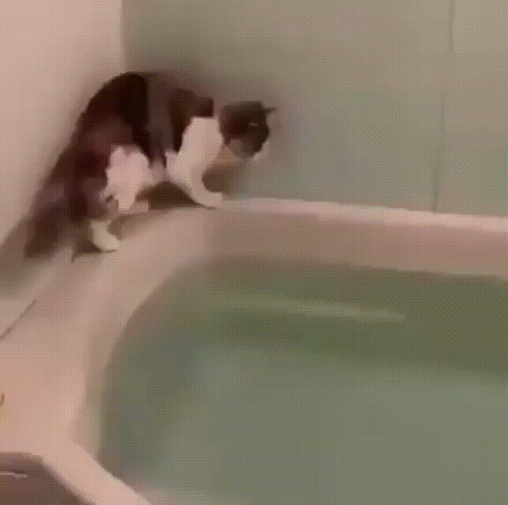 Cat trapped in corner of filled bath, ultimately concluding with a half hearted and regretted jump into the water.